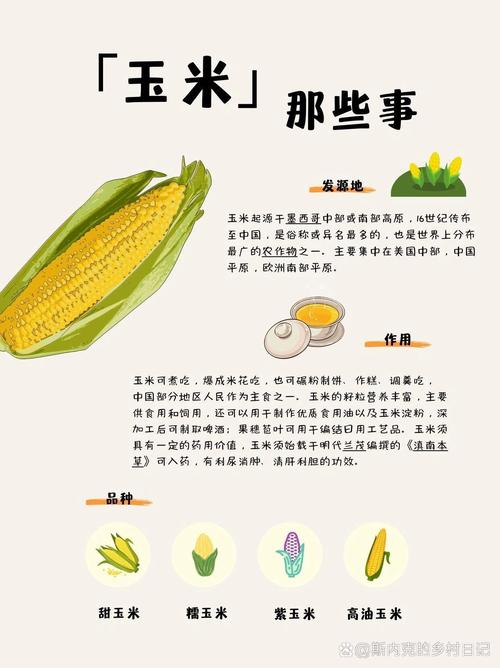 梦见玉米的10种象征含义与心理解读 梦见玉米的10种象征含义与心理解读