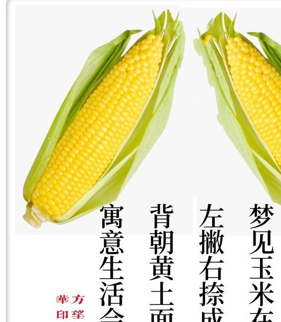 梦见玉米的10种象征含义与心理解读 梦见玉米的10种象征含义与心理解读