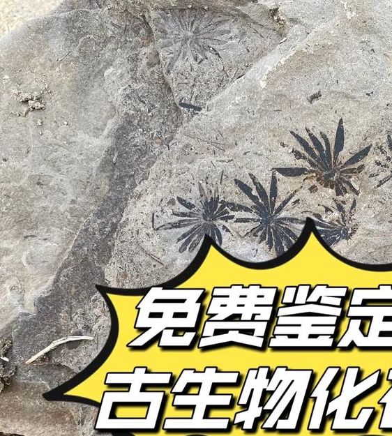 梦见化石寓意揭示如何解读梦境中的远古遗迹？