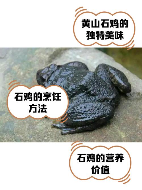 梦见石鸡的5种解释及其象征意义详解 梦见石鸡的5种解释及其象征意义详解