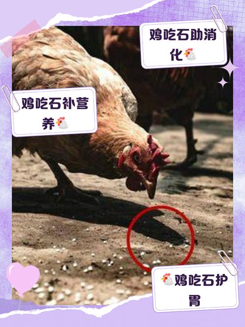 梦见石鸡的5种解释及其象征意义详解 梦见石鸡的5种解释及其象征意义详解