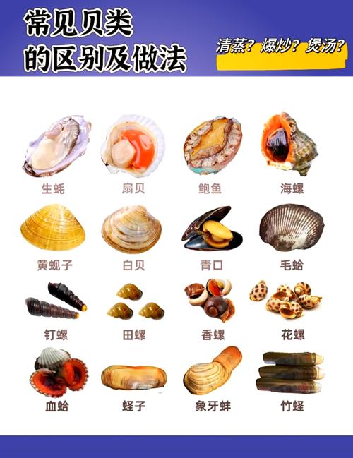 梦见贝类的象征意义解析心理慰藉与生活启示 梦见贝类的象征意义解析心理慰藉与生活启示