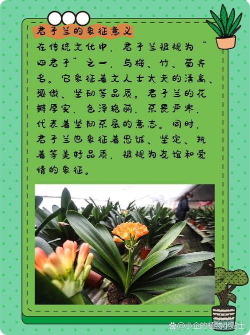梦见君子兰的5种积极寓意及其象征意义解析