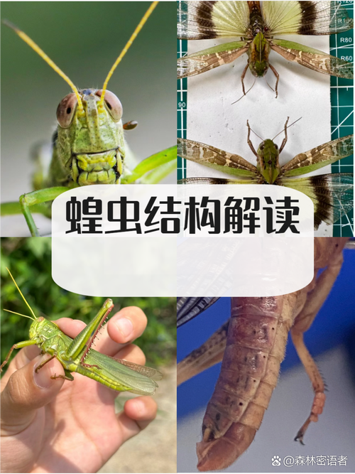 梦见蝗虫暗藏玄机？解读背后的心理深意