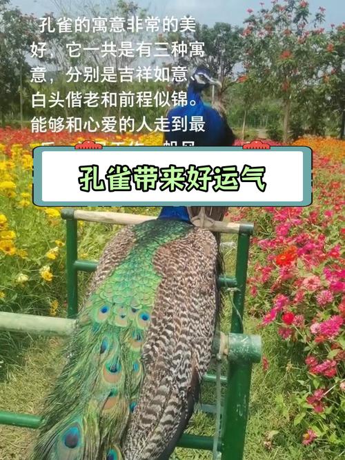 梦见孔雀开屏预示哪些？深度解析与高效解决方案