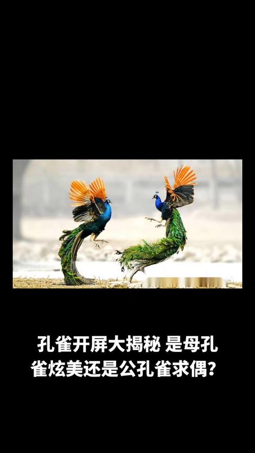 梦见孔雀开屏预示哪些？深度解析与高效解决方案