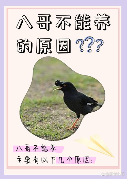 梦见八哥的深层寓意解读指引未来的神秘信号