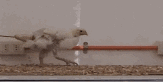 给鸡装上一条假尾巴 结果像霸王龙一样走路!到底啥关系