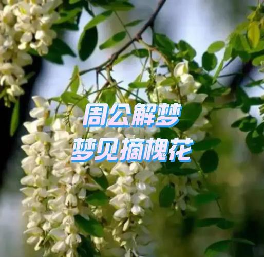 梦见槐花预示哪些好事？解析梦境象征与生活启示！