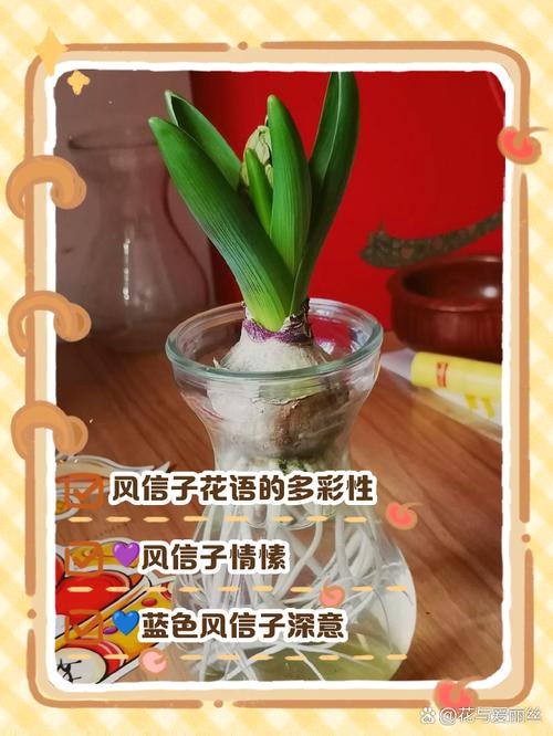 梦见风信子的深意提升生活幸福的高效解决方案