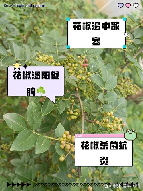 梦见花椒树的6个深层心理解析与吉祥象征解读 梦见花椒树的6个深层心理解析与吉祥象征解读