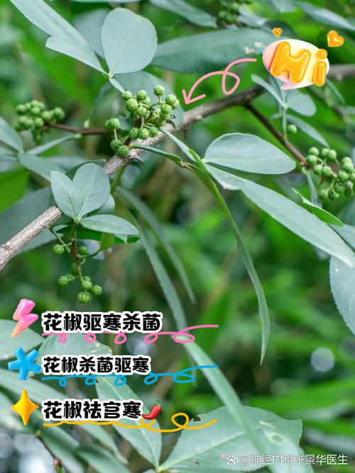 梦见花椒树的6个深层心理解析与吉祥象征解读 梦见花椒树的6个深层心理解析与吉祥象征解读