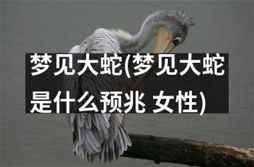 梦见黑色大蟒蛇的象征意义心理分析与解梦案例揭秘