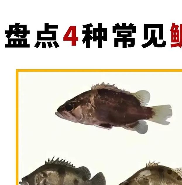 梦见桂鱼的5个象征意义及心理解析 梦见桂鱼的5个象征意义及心理解析