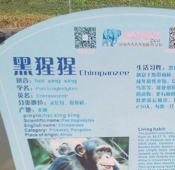 梦见猩猩有哪些深层含义？解密背后心理暗示的五个关键点！