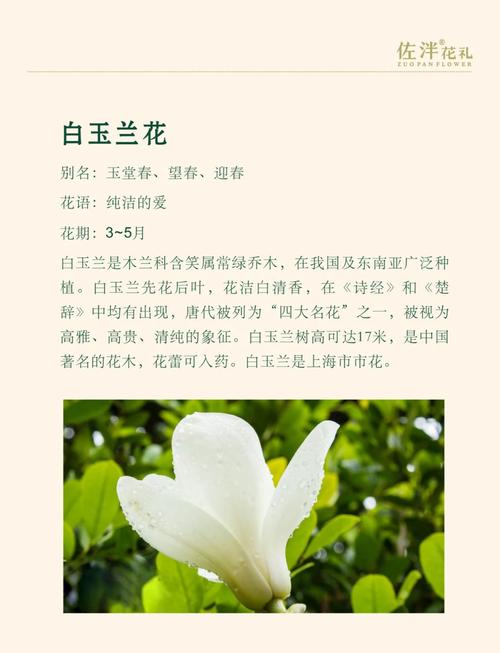 梦见白兰花解析独特象征与现实意义深度剖析