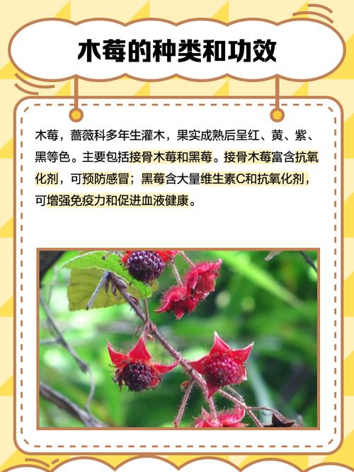 梦见木莓象征哪些含义？解析梦境中木莓的深层寓意