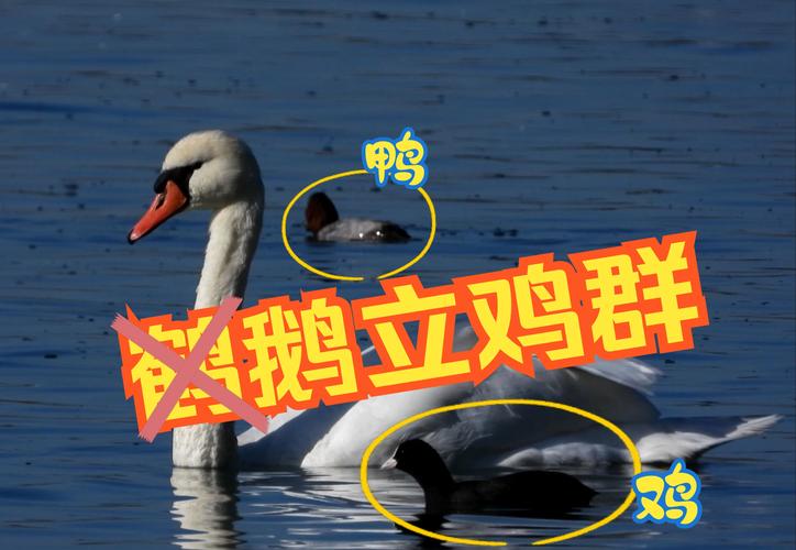 梦见鸡鸭鹅的深刻象征意义,探索心理暗示提升生活品质 梦见鸡鸭鹅的深刻象征意义,探索心理暗示提升生活品质