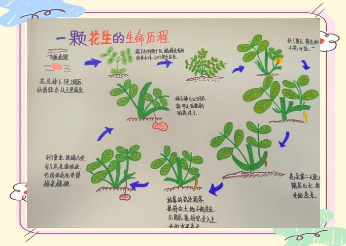 揭秘梦见种花生背后的6大含义专家解析与心理探索
