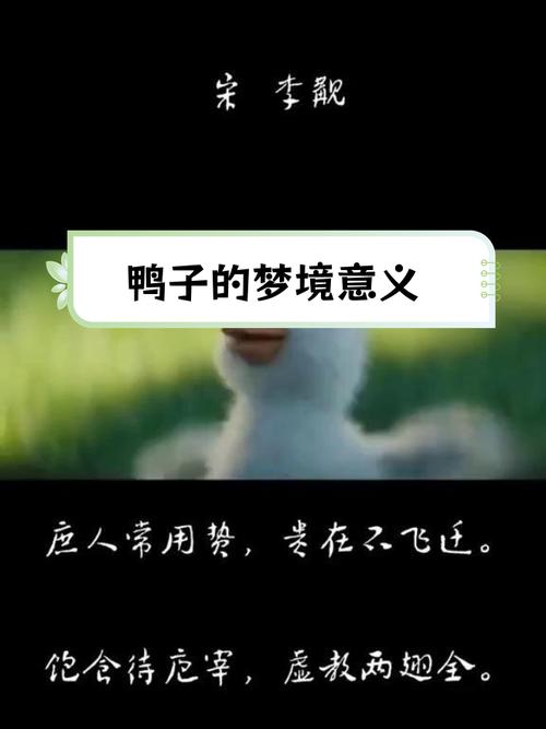 梦见鸭子解析梦境象征与生活启示的高效方案 梦见鸭子解析梦境象征与生活启示的高效方案