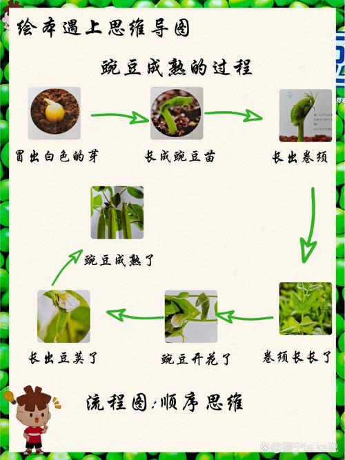 解梦指南豌豆苗象征意义及如何应对日常挑战