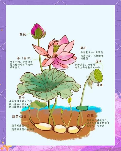 梦见莲藕寓意深度解析揭示隐藏的内心玄机