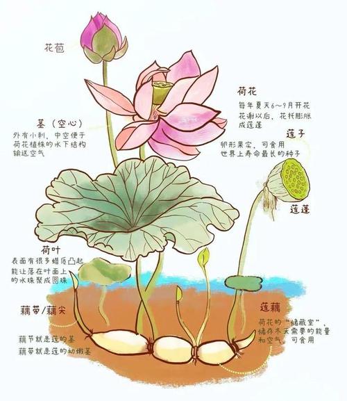 梦见莲藕寓意深度解析揭示隐藏的内心玄机