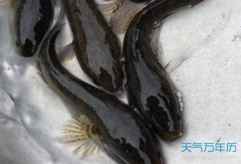 梦见抓黑鱼象征含义解码财富与事业的潜在机遇