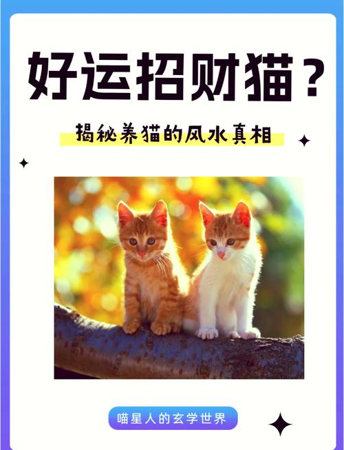 梦见养猫意味着好运？揭示梦境背后的深层心理暗示