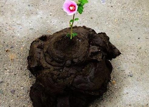解梦牛粪象征财富？揭示梦境背后的惊人真相，了解如何改变命运！