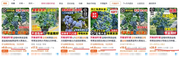 蓝莓盆栽火了:一个月成交超百万盆