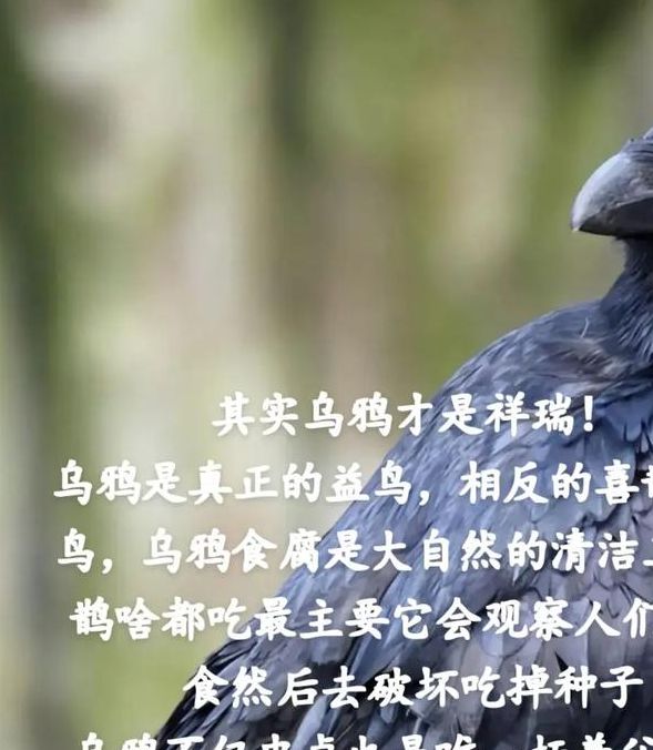 解密梦见乌鸦的寓意它是否预示着意外之财？