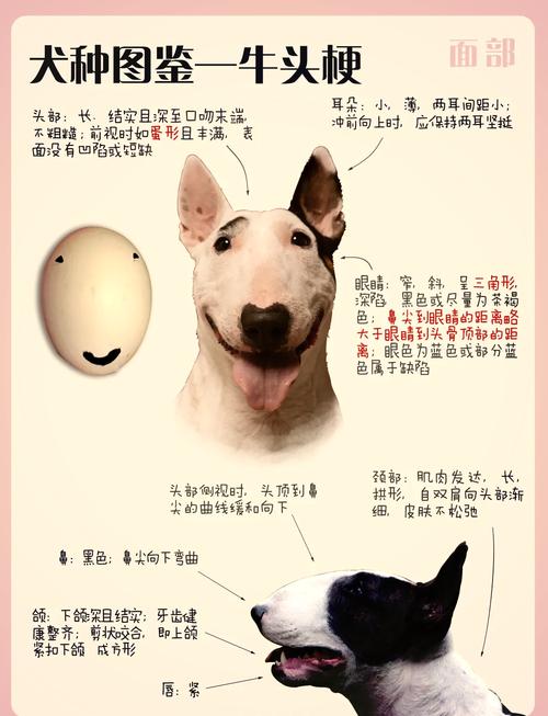 梦见牛头犬预示哪些?深度解析心理暗示及生活启示 梦见牛头犬预示哪些?深度解析心理暗示及生活启示