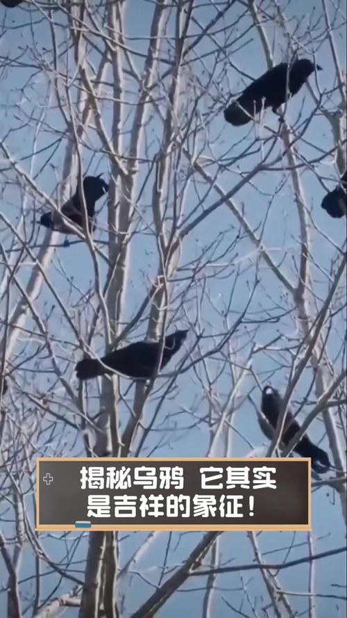 梦见捕捉乌鸦高效解决方案揭秘其象征意义 梦见捕捉乌鸦高效解决方案揭秘其象征意义