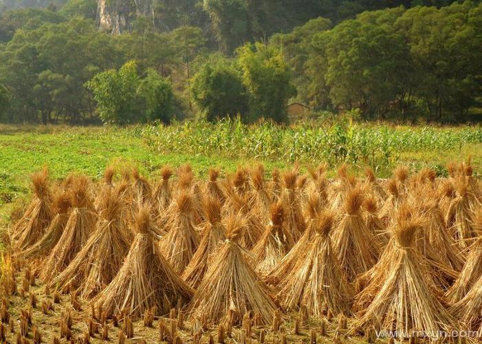 梦见稻草预示哪些？探秘梦境与现实的微妙联系