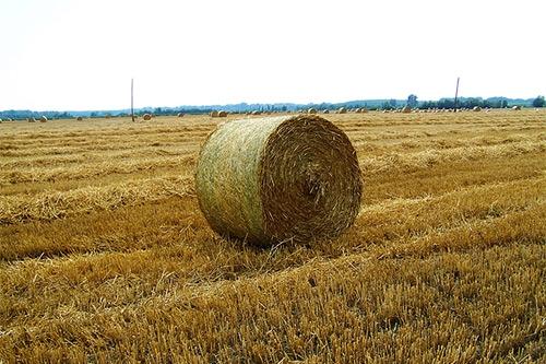 梦见稻草预示哪些？探秘梦境与现实的微妙联系