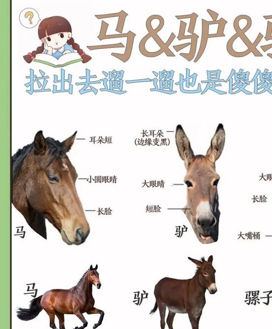 梦见驴骡马的深层心理解读与真实生活启示