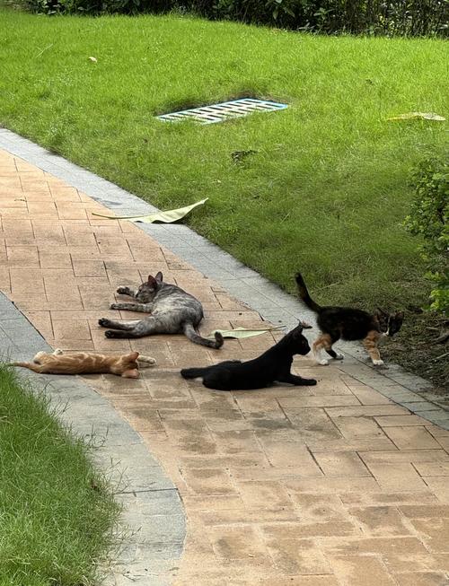 梦见流浪汉预示哪些？解读梦境背后的心理暗示