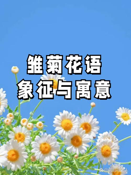 梦见雏菊象征意义详解5个心理学权威观点
