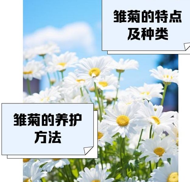 梦见雏菊象征意义详解5个心理学权威观点