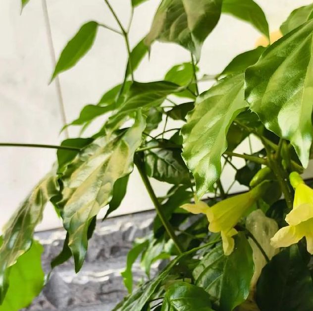 揭秘梦见罗望子树的象征，获取心灵启示与好运指引