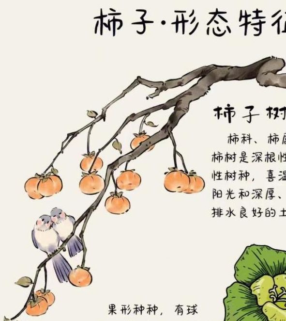 梦见柿子象征哪些？探析背后寓意及高效解读方案