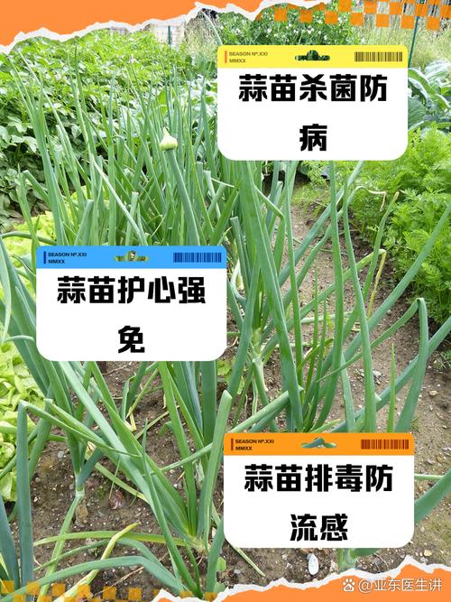 梦见蒜苗意味着哪些？了解梦境背后的心理暗示