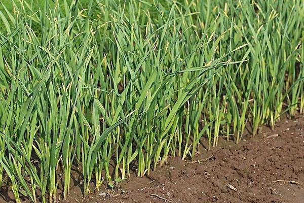 梦见蒜苗意味着哪些？了解梦境背后的心理暗示