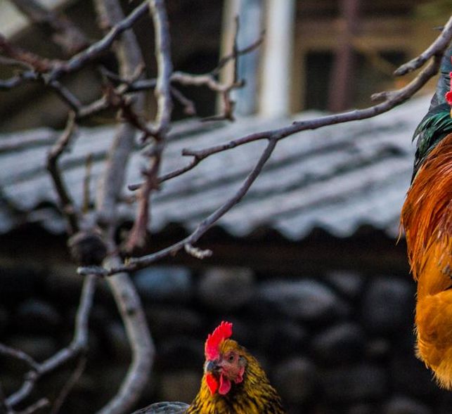 梦见矮脚鸡的6个象征解析，揭秘梦境背后的深层含义