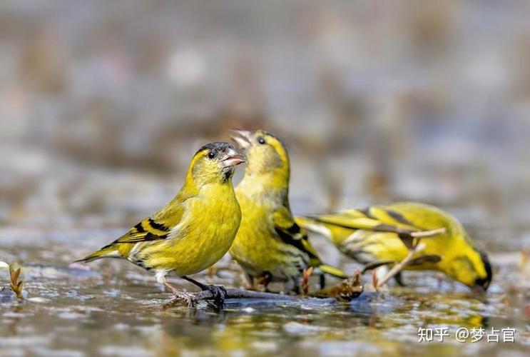 梦见黄雀的深远象征高效解读潜在意义与解决方案