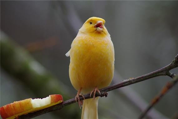 梦见黄雀的深远象征高效解读潜在意义与解决方案