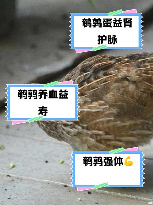 梦见鹌鹑寓意分析精神成长 vs 现实预示，解锁潜在意义