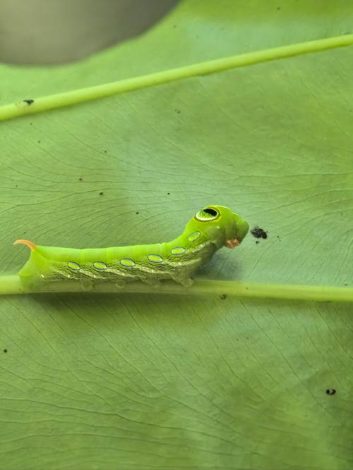 梦见青虫的心理解析隐藏含义与个人成长启示