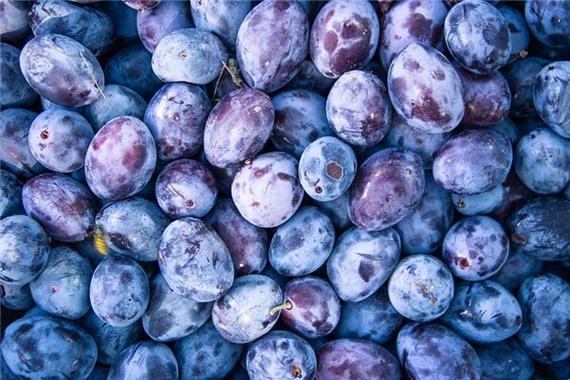 梦见李子意味着哪些？解读梦境中的吉凶与象征！